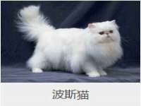 义乌市汀屹电子商务商行