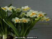 义乌市汀屹电子商务商行