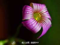 义乌市汀屹电子商务商行
